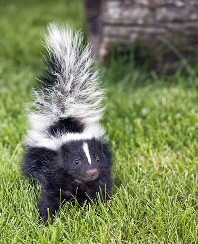 Close,Up,Image,Of,A,Young,Skunk,Walking,Toward,The